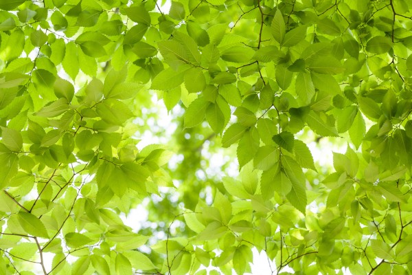 輸入壁紙 カスタム壁紙 PHOTOWALL / Green Leaves Background (e40694)