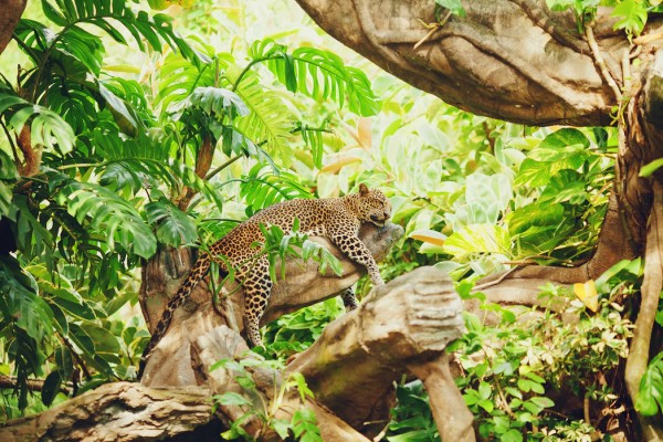 輸入壁紙 カスタム壁紙 PHOTOWALL / Leopard Dozing in the Jungle (e40706)