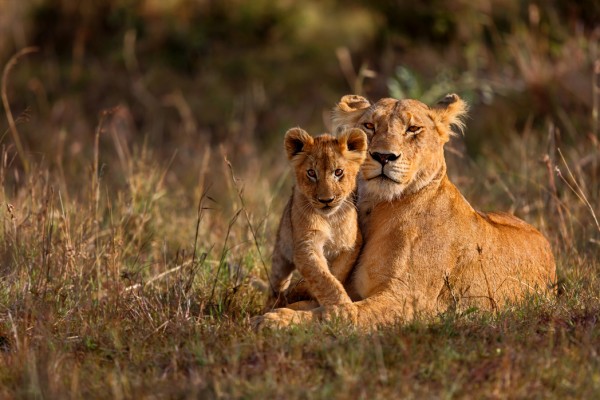輸入壁紙 カスタム壁紙 PHOTOWALL / Lion Mother and Cub (e40707)