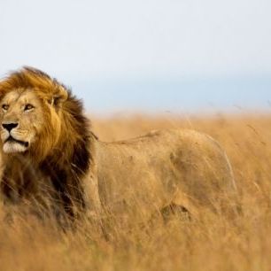 輸入壁紙 カスタム壁紙 PHOTOWALL / Lions Watch (e40708)