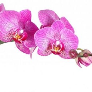 輸入壁紙 カスタム壁紙 PHOTOWALL / Innocent Orchid (e40698)