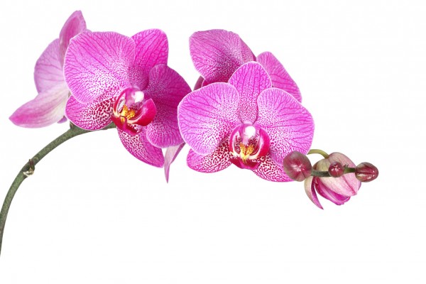 輸入壁紙 カスタム壁紙 PHOTOWALL / Innocent Orchid (e40698)