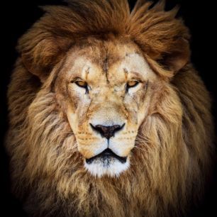 輸入壁紙 カスタム壁紙 PHOTOWALL / Majestic Lion (e40709)