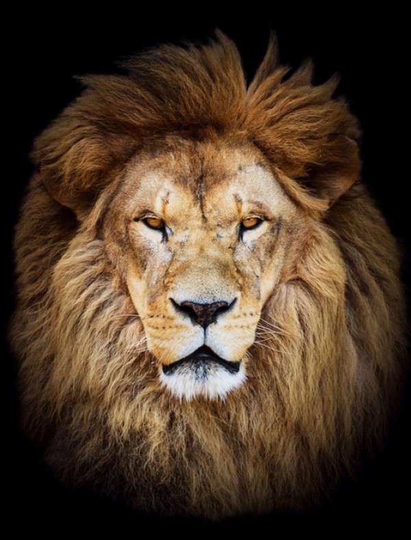 輸入壁紙 カスタム壁紙 PHOTOWALL / Majestic Lion (e40709)