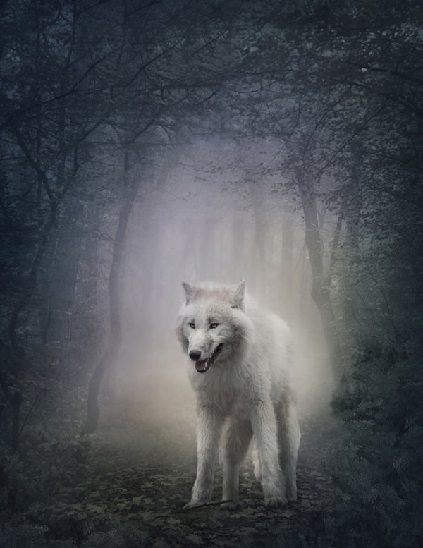 輸入壁紙 カスタム壁紙 PHOTOWALL / White Wolf in the Night Forest (e40710)