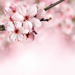 輸入壁紙 カスタム壁紙 PHOTOWALL / Spring Border Cherry Blossom (e40700)