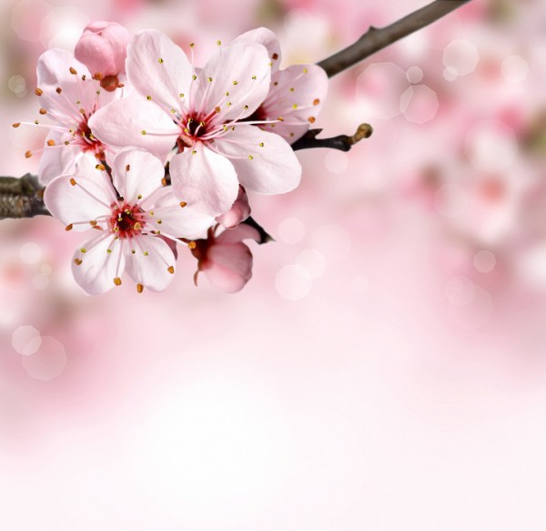 輸入壁紙 カスタム壁紙 PHOTOWALL / Spring Border Cherry Blossom (e40700)
