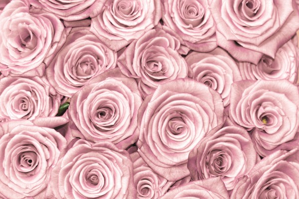 輸入壁紙 カスタム壁紙 PHOTOWALL / Wall of Roses (e40702)