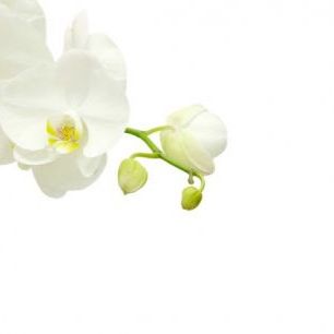 輸入壁紙 カスタム壁紙 PHOTOWALL / White Elegant Orchid (e40703)