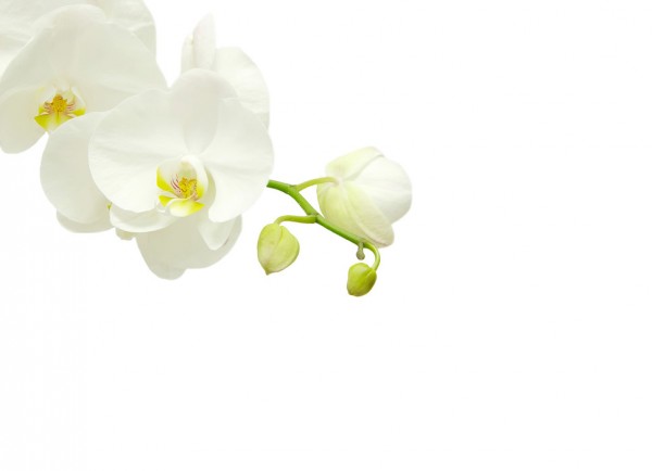 輸入壁紙 カスタム壁紙 PHOTOWALL / White Elegant Orchid (e40703)