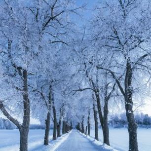 輸入壁紙 カスタム壁紙 PHOTOWALL / Rural Road on a Cold Day, Sweden (e40743)