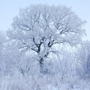 輸入壁紙 カスタム壁紙 PHOTOWALL / Winter Oak in Sweden (e40752)