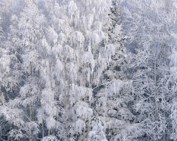 輸入壁紙 カスタム壁紙 PHOTOWALL / Ice Trees of Salem (e40817)