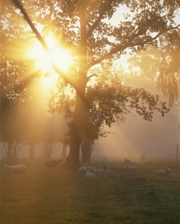 輸入壁紙 カスタム壁紙 PHOTOWALL / Summer Sheep in Fide, Gotland (e40824)