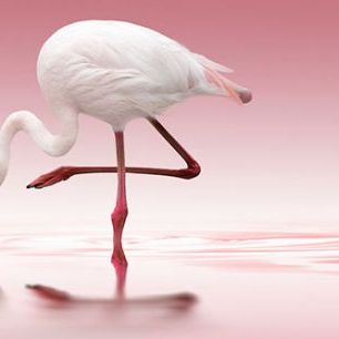 輸入壁紙 カスタム壁紙 PHOTOWALL / Pink Flamingo (e30610)
