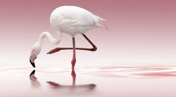 輸入壁紙 カスタム壁紙 PHOTOWALL / Pink Flamingo (e30610)
