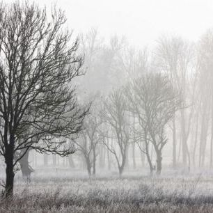 輸入壁紙 カスタム壁紙 PHOTOWALL / Frost in the Forest (e30762)