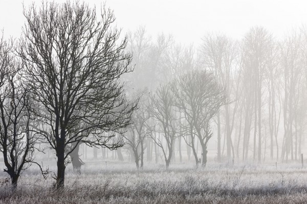 輸入壁紙 カスタム壁紙 PHOTOWALL / Frost in the Forest (e30762)