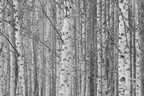 輸入壁紙 カスタム壁紙 PHOTOWALL / Gotland Birch Forest (e30764)