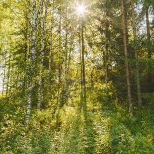 輸入壁紙 カスタム壁紙 PHOTOWALL / Sunlit Deciduous Trees, Finland (e30841)