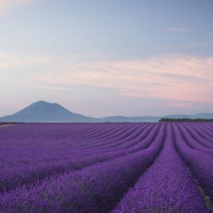 輸入壁紙 カスタム壁紙 PHOTOWALL / Lavender field (e30983)