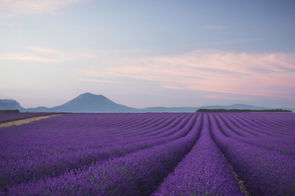 輸入壁紙 カスタム壁紙 PHOTOWALL / Lavender field (e30983)