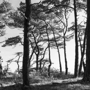 輸入壁紙 カスタム壁紙 PHOTOWALL / Black Pine Forest (e41142)