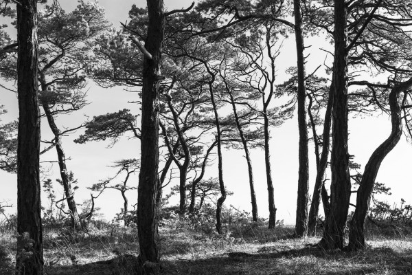 輸入壁紙 カスタム壁紙 PHOTOWALL / Black Pine Forest (e41142)