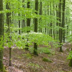 輸入壁紙 カスタム壁紙 PHOTOWALL / Green Beech Forest (e41148)