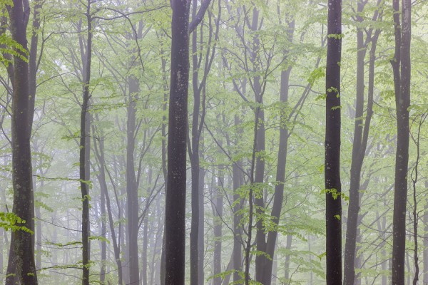 輸入壁紙 カスタム壁紙 PHOTOWALL / Misty Beech Forest (e41156)