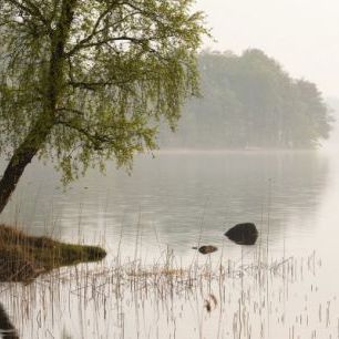 輸入壁紙 カスタム壁紙 PHOTOWALL / Tree at Swedish Lake (e41169)