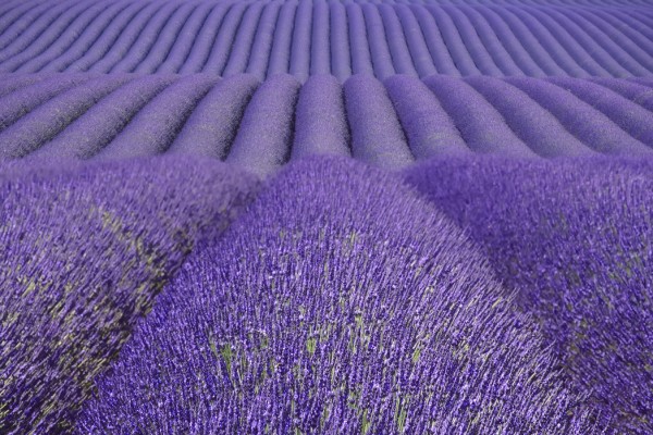 輸入壁紙 カスタム壁紙 PHOTOWALL / Purple Lavender Field (e41176)