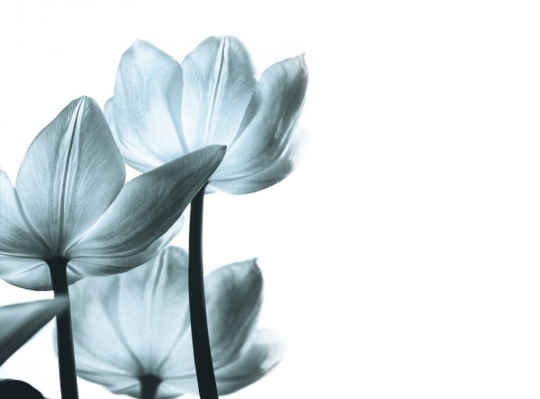 輸入壁紙 カスタム壁紙 PHOTOWALL / Translucent Tulips (e50046)