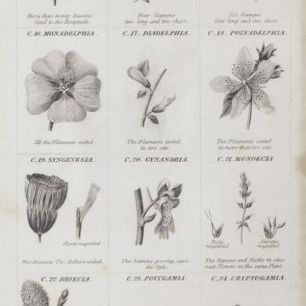 輸入壁紙 カスタム壁紙 PHOTOWALL / Botanical Chart (e50063)