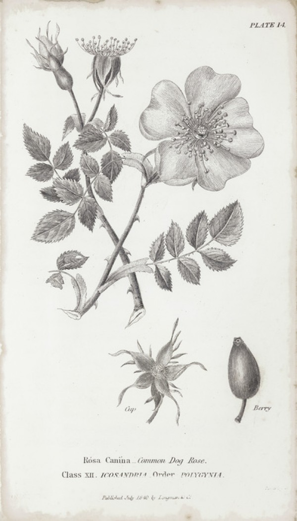 輸入壁紙 カスタム壁紙 PHOTOWALL / Botanical Chart - Common Dog Rose (e50067)