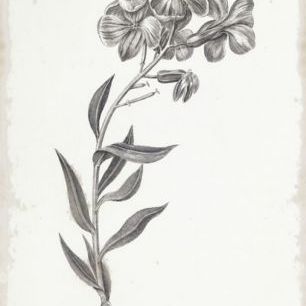 輸入壁紙 カスタム壁紙 PHOTOWALL / Botanical Chart - Common Wall Flower(e50068)