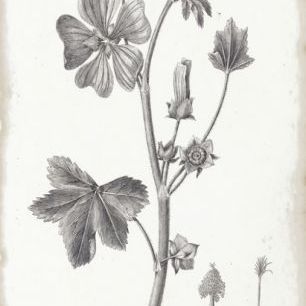 輸入壁紙 カスタム壁紙 PHOTOWALL / Botanical Chart - Common Mallow (e50069)