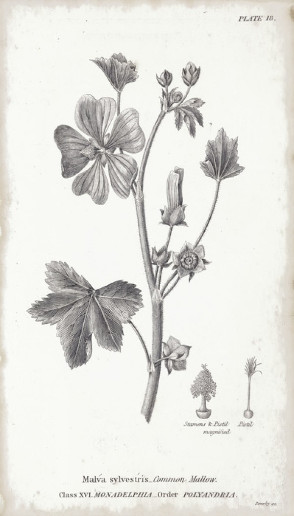 輸入壁紙 カスタム壁紙 PHOTOWALL / Botanical Chart - Common Mallow (e50069)