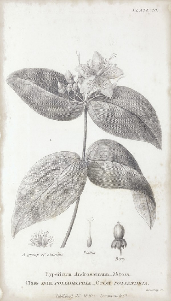 輸入壁紙 カスタム壁紙 PHOTOWALL / Botanical Chart - Tutsan (e50070)