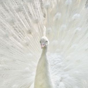 輸入壁紙 カスタム壁紙 PHOTOWALL / White Peacock (e50209)