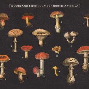 輸入壁紙 カスタム壁紙 PHOTOWALL / Mushroom Chart I (e50234)