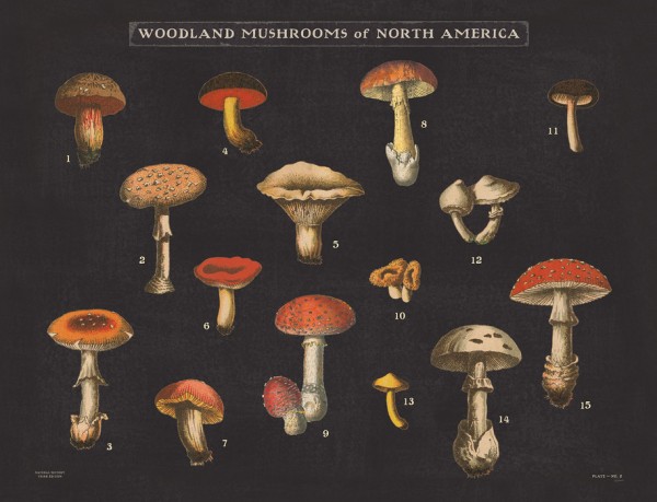 輸入壁紙 カスタム壁紙 PHOTOWALL / Mushroom Chart I (e50234)