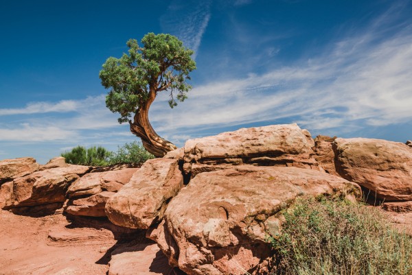 輸入壁紙 カスタム壁紙 PHOTOWALL / Desert tree in Utah (e50271)