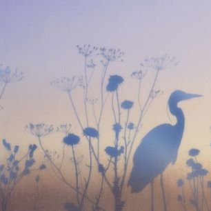 輸入壁紙 カスタム壁紙 PHOTOWALL / Blue Dawn Silhouettes (e50315)