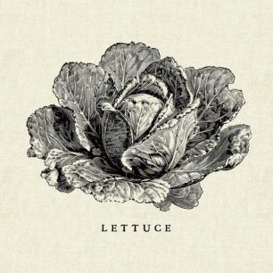 輸入壁紙 カスタム壁紙 PHOTOWALL / Kitchen Illustration - Lettuce (e31006)