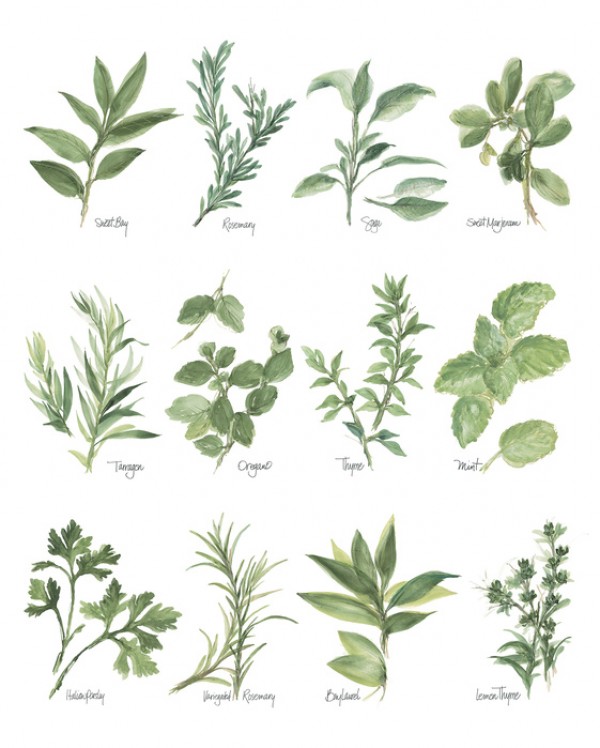 輸入壁紙 カスタム壁紙 PHOTOWALL / Herb Chart (e31004)
