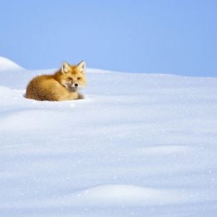 輸入壁紙 カスタム壁紙 PHOTOWALL / A Red Fox Waking up, Yellowstone National Park (e31085)