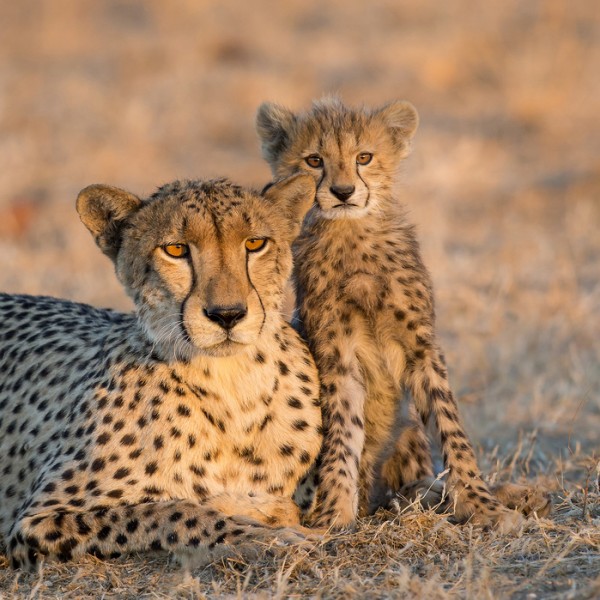 輸入壁紙 カスタム壁紙 Photowall Cheetah Cub Botswana 1094 壁紙屋本舗
