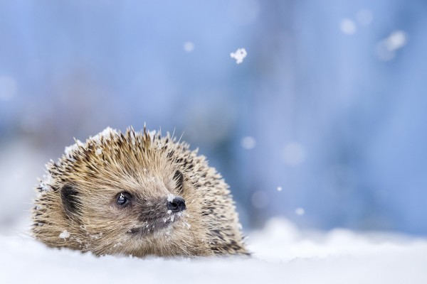輸入壁紙 カスタム壁紙 Photowall European Hedgehog In The Snow 1106 壁紙屋本舗