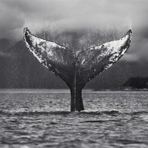 輸入壁紙 カスタム壁紙 PHOTOWALL / Humpback Whale, Alaska (e31111)